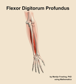 The flexor digitorum profundus muscle of the forearm - orientation 5