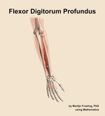 The flexor digitorum profundus muscle of the forearm - orientation 6