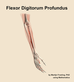 The flexor digitorum profundus muscle of the forearm - orientation 7