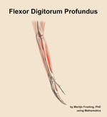 The flexor digitorum profundus muscle of the forearm - orientation 8