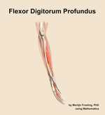 The flexor digitorum profundus muscle of the forearm - orientation 9