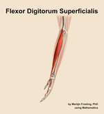 The flexor digitorum superficialis muscle of the forearm - orientation 1