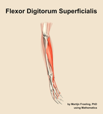 The flexor digitorum superficialis muscle of the forearm - orientation 10