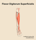 The flexor digitorum superficialis muscle of the forearm - orientation 11