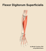 The flexor digitorum superficialis muscle of the forearm - orientation 12