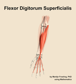 The flexor digitorum superficialis muscle of the forearm - orientation 13