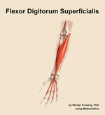 The flexor digitorum superficialis muscle of the forearm - orientation 14