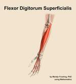 The flexor digitorum superficialis muscle of the forearm - orientation 15