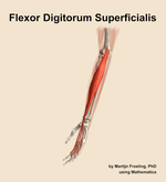 The flexor digitorum superficialis muscle of the forearm - orientation 16