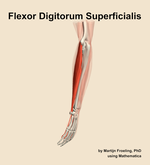 The flexor digitorum superficialis muscle of the forearm - orientation 2