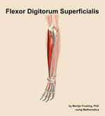 The flexor digitorum superficialis muscle of the forearm - orientation 3