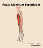 The flexor digitorum superficialis muscle of the forearm - orientation 4
