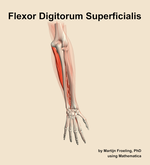 The flexor digitorum superficialis muscle of the forearm - orientation 5