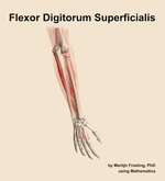 The flexor digitorum superficialis muscle of the forearm - orientation 6