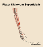 The flexor digitorum superficialis muscle of the forearm - orientation 7