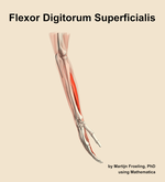 The flexor digitorum superficialis muscle of the forearm - orientation 8