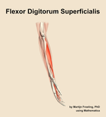 The flexor digitorum superficialis muscle of the forearm - orientation 9