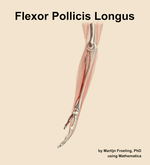 The flexor pollicis longus muscle of the forearm - orientation 1