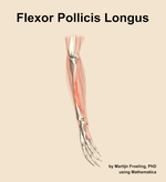 The flexor pollicis longus muscle of the forearm - orientation 10