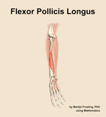 The flexor pollicis longus muscle of the forearm - orientation 11