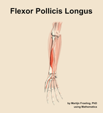 The flexor pollicis longus muscle of the forearm - orientation 12