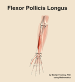 The flexor pollicis longus muscle of the forearm - orientation 13