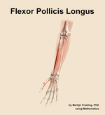 The flexor pollicis longus muscle of the forearm - orientation 14