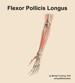 The flexor pollicis longus muscle of the forearm - orientation 15