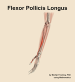 The flexor pollicis longus muscle of the forearm - orientation 16