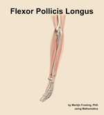 The flexor pollicis longus muscle of the forearm - orientation 2