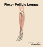 The flexor pollicis longus muscle of the forearm - orientation 3