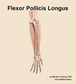 The flexor pollicis longus muscle of the forearm - orientation 4