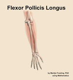 The flexor pollicis longus muscle of the forearm - orientation 5