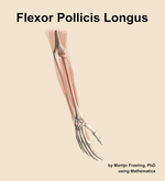The flexor pollicis longus muscle of the forearm - orientation 7