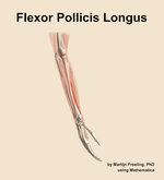 The flexor pollicis longus muscle of the forearm - orientation 8