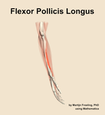 The flexor pollicis longus muscle of the forearm - orientation 9