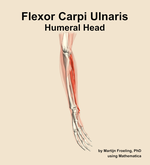 The humeral head of the flexor carpi ulnaris muscle of the forearm - orientation 10