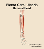 The humeral head of the flexor carpi ulnaris muscle of the forearm - orientation 11