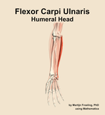 The humeral head of the flexor carpi ulnaris muscle of the forearm - orientation 12