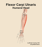The humeral head of the flexor carpi ulnaris muscle of the forearm - orientation 13