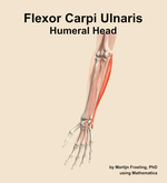 The humeral head of the flexor carpi ulnaris muscle of the forearm - orientation 14