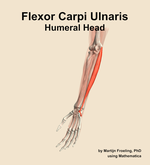 The humeral head of the flexor carpi ulnaris muscle of the forearm - orientation 15
