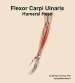 The humeral head of the flexor carpi ulnaris muscle of the forearm - orientation 16