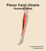 The humeral head of the flexor carpi ulnaris muscle of the forearm - orientation 2