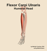 The humeral head of the flexor carpi ulnaris muscle of the forearm - orientation 3