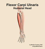 The humeral head of the flexor carpi ulnaris muscle of the forearm - orientation 4
