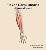 The humeral head of the flexor carpi ulnaris muscle of the forearm - orientation 5