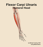 The humeral head of the flexor carpi ulnaris muscle of the forearm - orientation 6