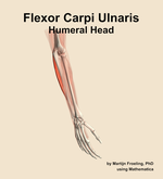 The humeral head of the flexor carpi ulnaris muscle of the forearm - orientation 7