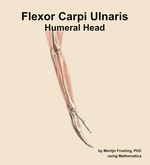 The humeral head of the flexor carpi ulnaris muscle of the forearm - orientation 8